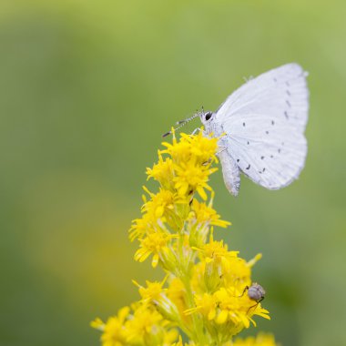  Kelebek celastrina argiolus sarı çiçekler üzerinde