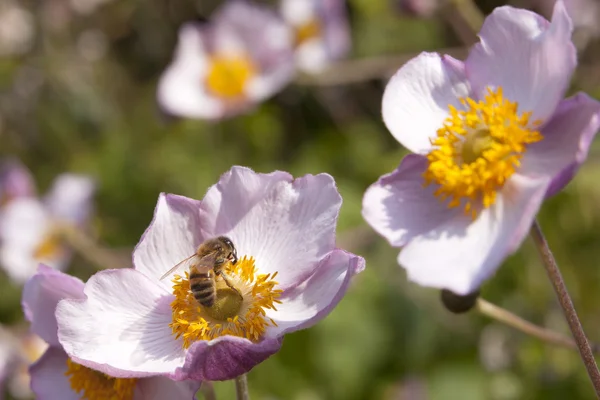 Bee pollinates pink flowers on beautiful sunny day in garden — Stock Photo, Image