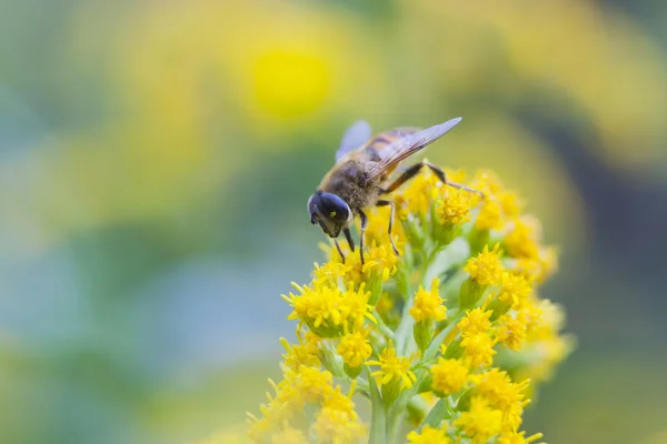 Vliegen nabootsers bee op gele bloem — Stockfoto