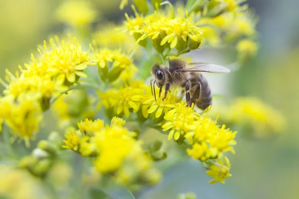 Biene zwischen gelben Blüten — Stockfoto