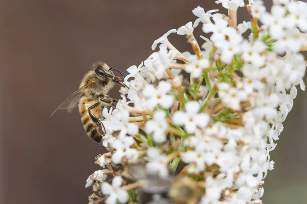 Bee on white flower of Buddleja davidii White Profusion — Stock Photo, Image