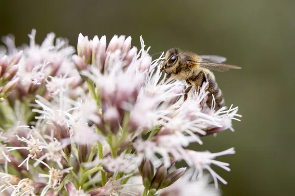 Biene auf epatorium purpureum — Stockfoto