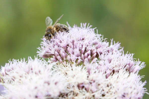 Bee op epatorium korstzwam — Stockfoto