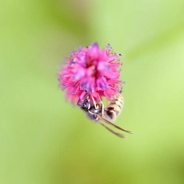 Guêpe sur fleur rose de persicaria — Photo