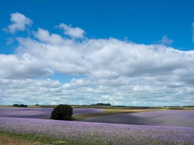 Baharda İngiltere 'nin Wiltshire ilçesindeki dantelli tarlalar kırsal kesimde renkli bir battaniye oluşturur.