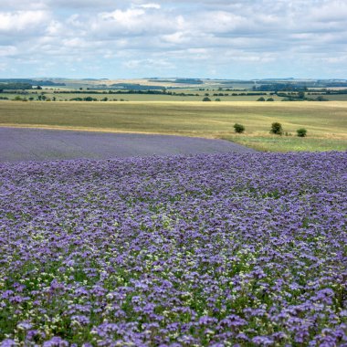 Baharda İngiltere 'nin Wiltshire ilçesindeki dantelli tarlalar kırsal kesimde renkli bir battaniye oluşturur.