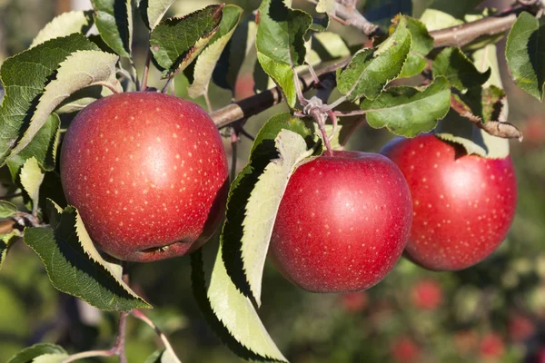 Três maçãs vermelhas no ramo de árvore de maçã na luz solar — Fotografia de Stock