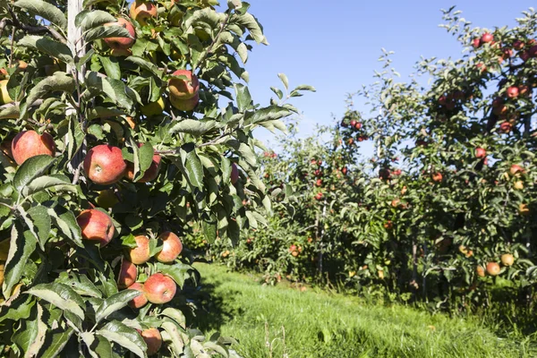 Wiele czerwonych jabłek w sadzie pełen jabłoni w słońcu z — Zdjęcie stockowe