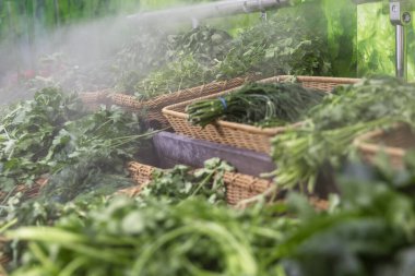 Süpermarkette tezgahın üzerinde çeşitli sebzeler serinletiyor..