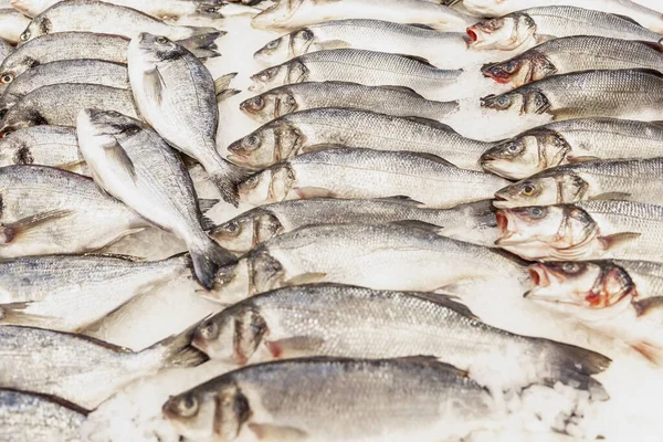 Frischer Silberfisch Schön Auf Einer Eistheke Ausgebreitet Nahaufnahme — Stockfoto