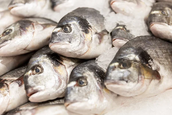 Frischer Silberfisch Auf Eis Auf Der Theke Nahaufnahme — Stockfoto