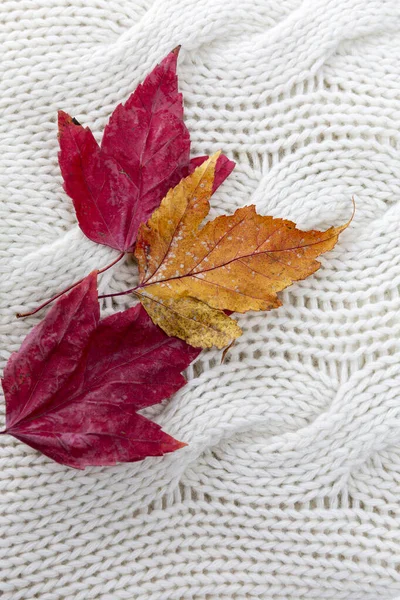 白いニットのセーターに秋の赤と黄色の葉 接近中だ 寒い季節には湿度と暖かさ — ストック写真