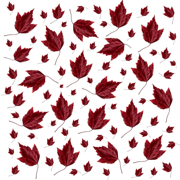 Червоні Осінні Листя Різних Розмірів Набір Ізольовані Білому Тлі — стокове фото