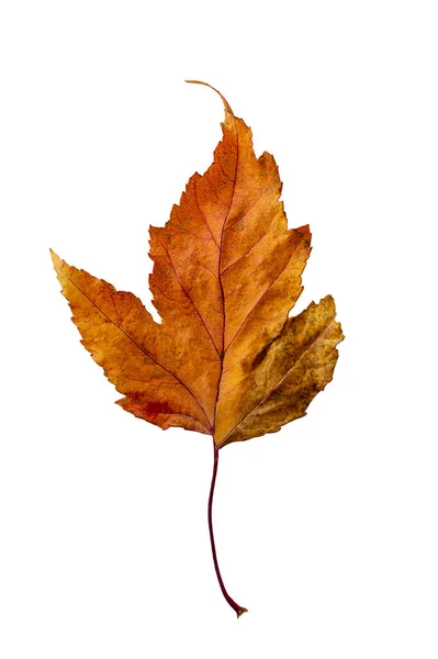 Žlutý Suchý Podzimní List Detailní Záběr Izolované Bílém Pozadí Svisle — Stock fotografie