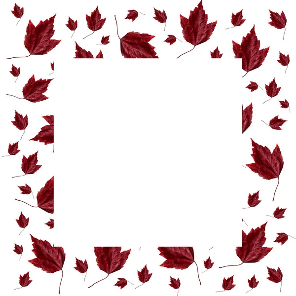 Folhas Vermelhas Outono Tamanhos Diferentes Conjunto Isolado Fundo Branco Espaço — Fotografia de Stock