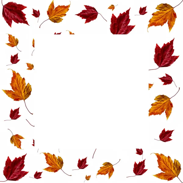 Červené Žluté Podzimní Listy Různých Velikostí Sada Izolované Bílém Pozadí — Stock fotografie