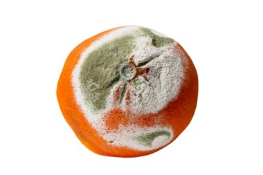 Beyaz ve yeşil küflü turuncu. Yakın plan. Beyaz arkaplanda izole.