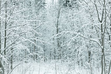 Kış karla kaplı peri ormanı. Tonlama. Metin için boşluk.