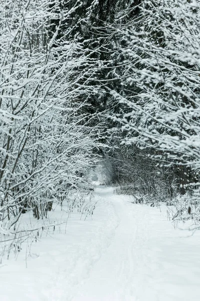 Bosque Hadas Cubierto Nieve Invierno Tonificación Vertical —  Fotos de Stock