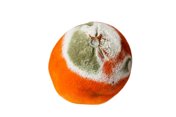 Πορτοκαλί Πράσινο Καλούπι Απομονωμένα Λευκό Φόντο — Φωτογραφία Αρχείου