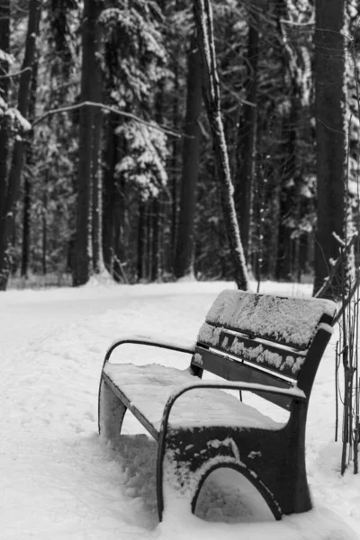 Ένα Παγκάκι Ένα Χιονισμένο Δάσος Μαγικός Χειμώνας Ασπρόμαυρο Τοπίο — Φωτογραφία Αρχείου