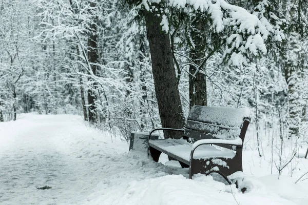 Banco Bosque Nevado Mágico Paisaje Invernal —  Fotos de Stock