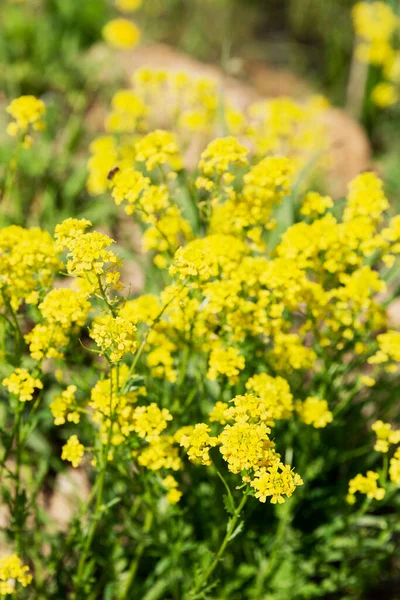 Маленькие Желтые Полевые Цветы Солнечный Летний День Мягкий Фокус Вертикаль — стоковое фото
