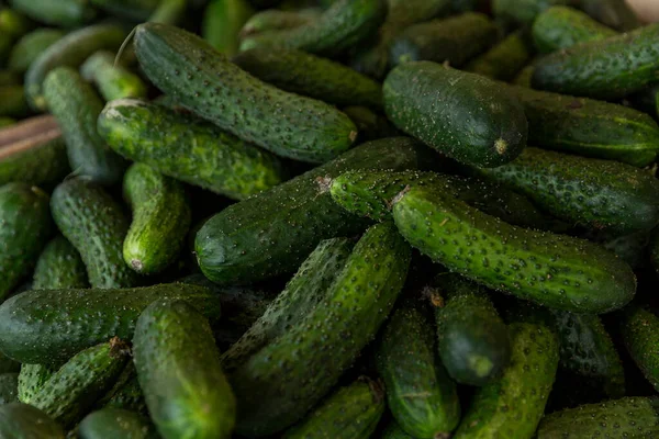 Markette bir sürü taze salatalık var. Vitaminler ve sağlıklı yiyecekler. Yakın plan..