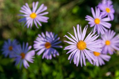 Bahçede güzel mavi papatyalar. Yakın plan. Üst görünüm.