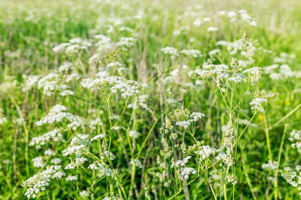 在一个阳光明媚的晴天 一片开满了白色野花的田野 — 图库照片