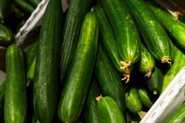 Frische Lange Gurken Einer Schachtel Laden Nahaufnahme Vegetarismus Und Vitamine — Stockfoto