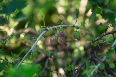 Çalının üzerinde olgun bektaşi üzümleri. Vitaminler ve sağlıklı yiyecekler. Yakın plan..