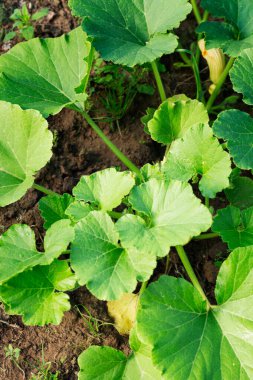 Büyük balkabağı yaprakları. Yakın plan. Dikey.