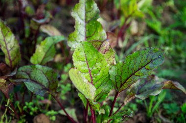 Bahçede taze pancar var. Yeni hasat. Vitaminler ve sağlıklı yiyecekler. Yakın plan..