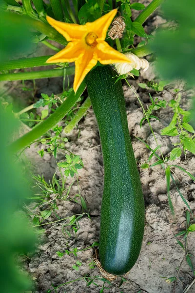 Blühende Zucchini Garten Neue Ernte Vitamine Und Gesunde Ernährung Vertikal — Stockfoto
