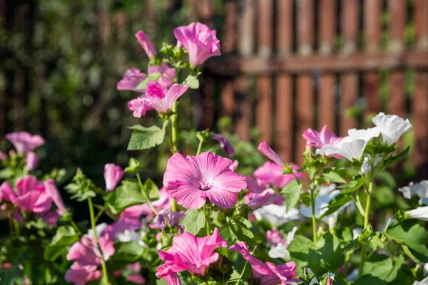 Egy Bokor Virágzó Rózsaszín Fehér Petúniák Kertben Háttal Egy Kerítés — Stock Fotó