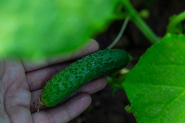 Bahçedeki küçük taze salatalık. Yeni hasat.