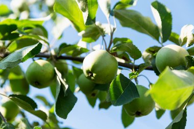 Ağaçtaki bir dalda yeşil elmalar. Yeni yaz hasadı. Yakın plan..