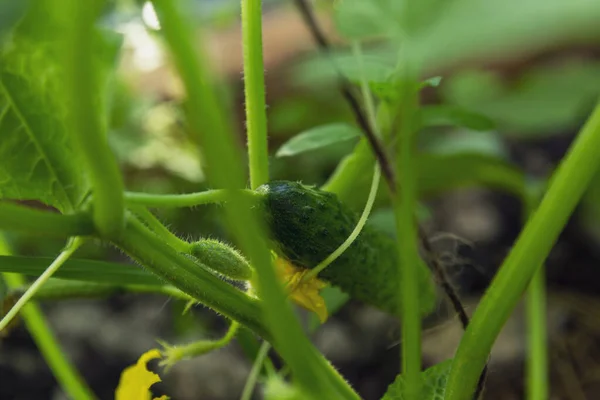 Small Fresh Cucumber Garden New Harvest — Stock Photo, Image