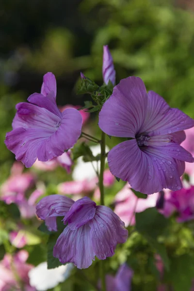 Beautiful Pink Petunia Flowers Garden Vertical — Stock Photo, Image