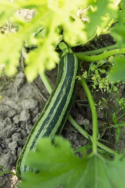 Mogen Grön Randig Zucchini Trädgården Skörd Från Naturen Vitaminer Och — Stockfoto