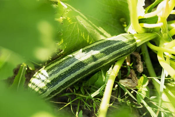 Reife Grün Gestreifte Zucchini Garten Neue Ernte Aus Der Natur — Stockfoto