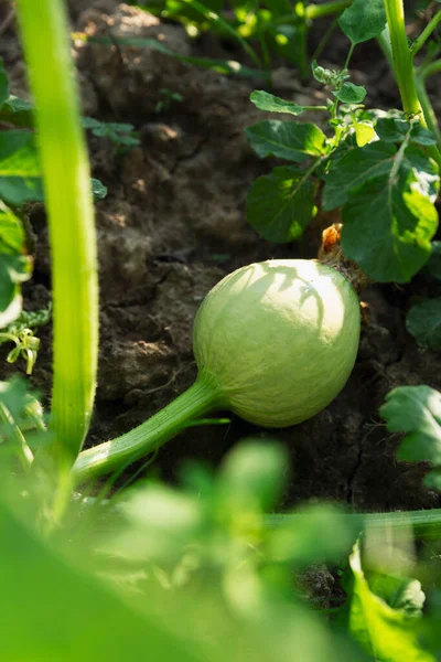 Liten Rund Omogen Pumpa Trädgården Skörda Från Naturen Vertikal — Stockfoto