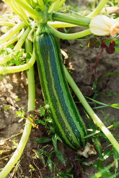 Mogen Grön Randig Zucchini Trädgården Skörd Från Naturen Vitaminer Och — Stockfoto