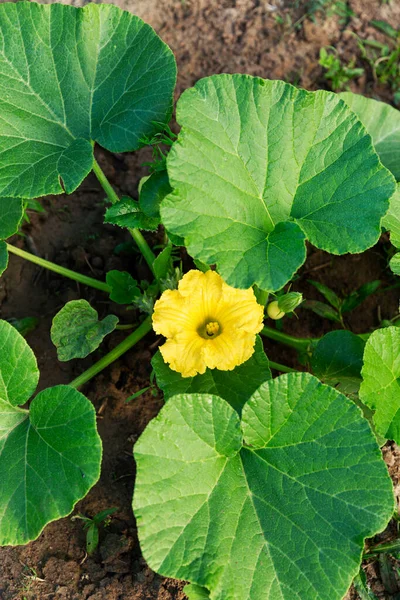 Beautiful Yellow Pumpkin Flowers Garden New Harvest Vertical — Stock Photo, Image