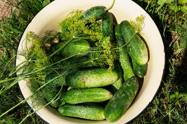 Frische Gurken Mit Dillzweigen Einer Großen Schüssel Garten Neue Ernte — Stockfoto