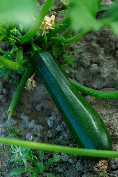 Grandes Courgettes Vertes Dans Jardin Gros Plan Nouvelle Récolte Vertical — Photo