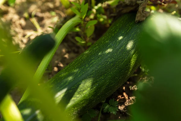 Grön Zucchini Trädgårdssäng Grönt Lövverk Skörd Närbild — Stockfoto