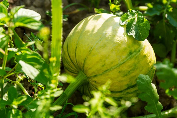 Omogen Grön Pumpa Trädgården Solig Dag Skörd — Stockfoto