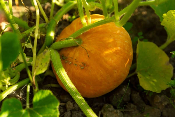 Pomarańczowa Dynia Ogrodzie Słoneczny Dzień Nowe Żniwa Zbliżenie — Zdjęcie stockowe